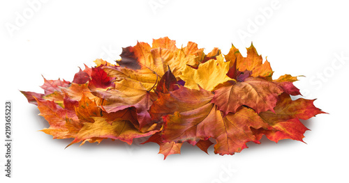 Autumn maple leaves pile isolated transparent background with shadows. Golden, orange, brown reflect freshness autumn season. fall autumn seasonal compositions and autumn concept backdrops.