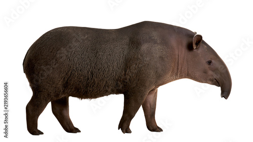 Foto Isolated dark brown Baird's tapir standing side view, large mammal with long prehensile snout