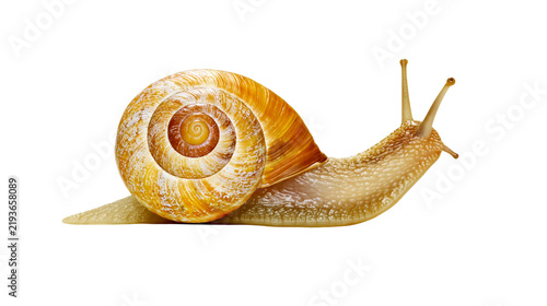 Fotografía Isolated common garden snail slowly moving, showing its distinctive gold spiral