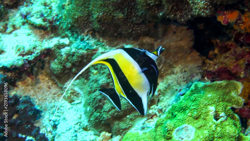 Moorish Idol swimming close to coral reef wall