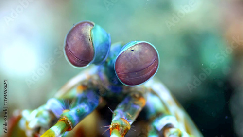 Peacock Mantis Shrimp stalked eyes, front-on portrait, Bali