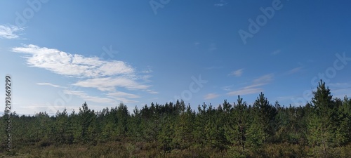 A beautiful panoramic view of young green pine trees growing under a vast blue sky with soft white clouds. A calm natural landscape capturing a peaceful sunny day in the wild wood.
