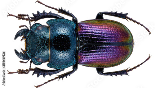 Obraz na płótnie Iridescent blue and purple scarab beetle with spiky legs, isolated on transparen