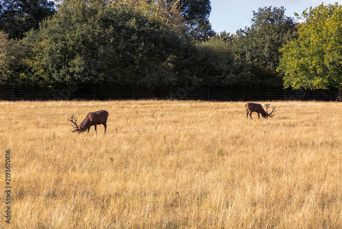 Canvas Print red deer in the field