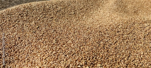 A beautiful panoramic view of fresh golden wheat seeds pouring onto a huge harvested pile. A perfect concept background for agriculture, cereal production, and a rich farm crop.