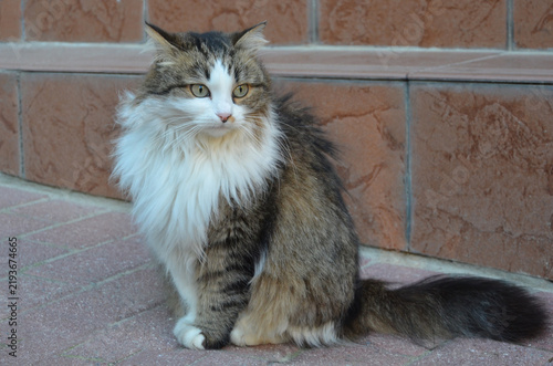 Konstfotografi Portrait of angora tricolor fluffy cat with white-black-brown fur and green-yellow eyes sitting outdoors on the road near the stairs