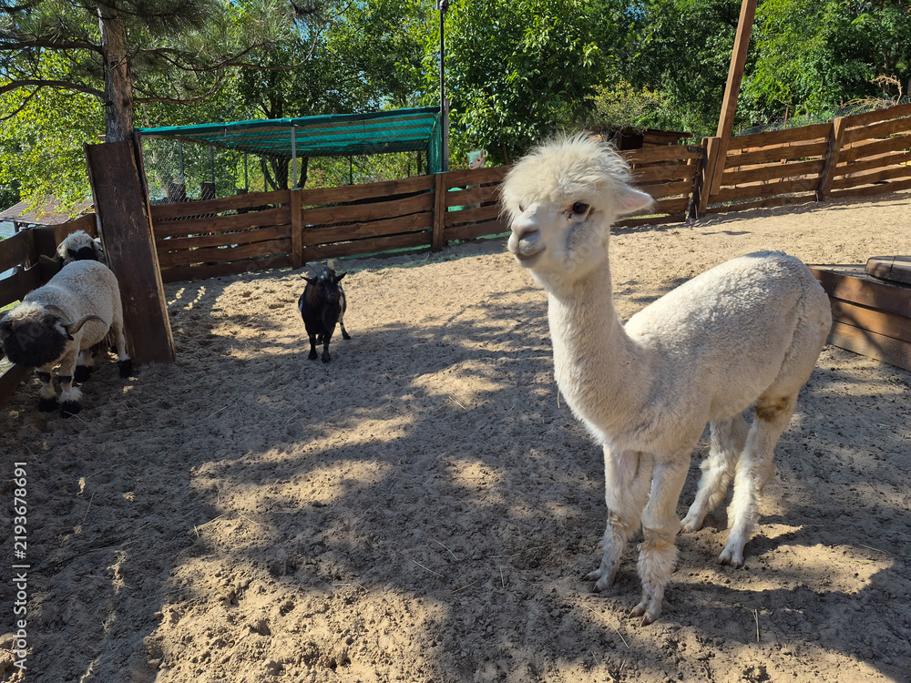 Fototapeta premium White alpaca standing in a sandy animal enclosure at a petting zoo on a sunny day with sheep in the background