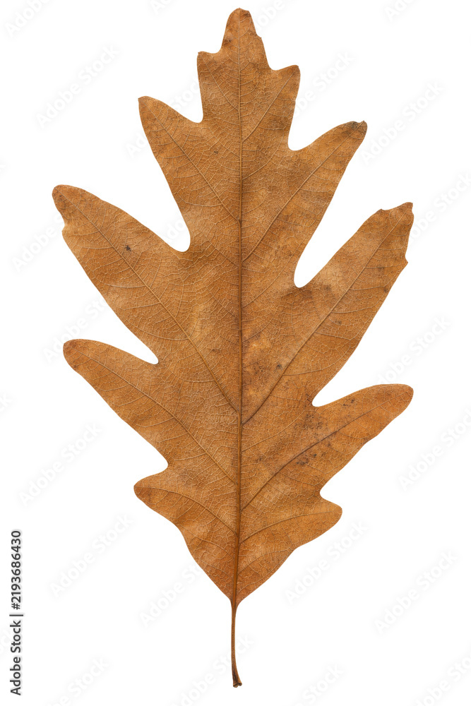 Fototapeta premium Single dried brown oak leaf isolated on a clean white background for seasonal design projects