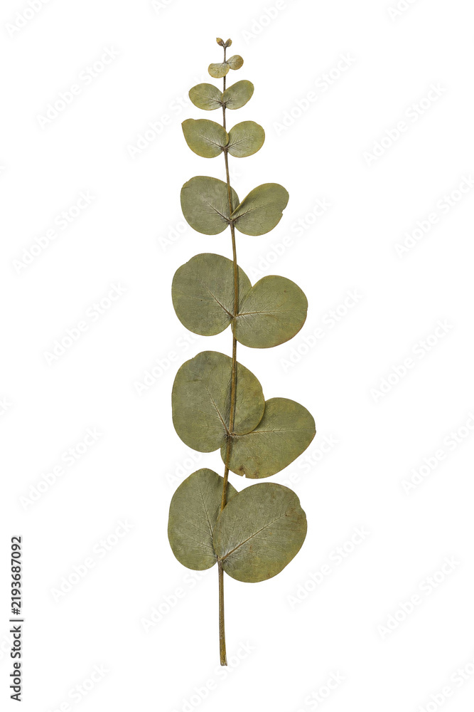 Obraz premium Dried eucalyptus branch with round green leaves isolated on a clean white background surface