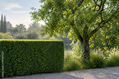 A trimmed boxwood hedge next to a wild tree in a garden.