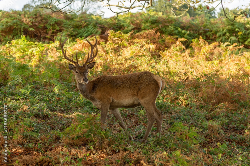 Fototapeta premium deer in the forest