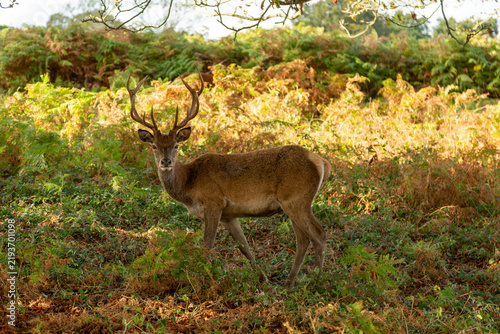 Plakat deer in the forest