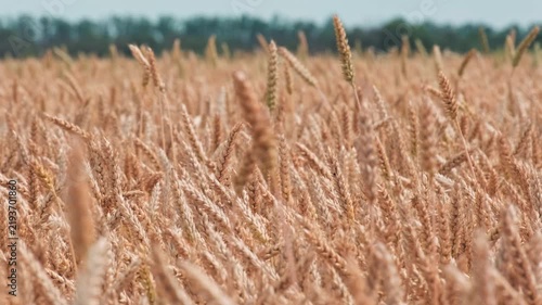 Ripe golden wheat ears swaying randomly in wind on agricultural field during summer day slow motion close up shot