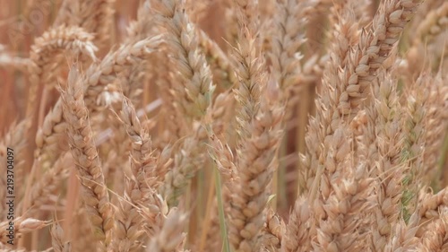Golden wheat ears gently swaying in breeze on agricultural field on summer day slow motion close up shot