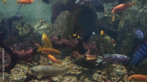 Vibrant freshwater aquarium filled with colorful cichlid fish swimming among rocks, wood driftwood decorations, and sandy bottom substrate under clear illuminated water in a domestic home tank