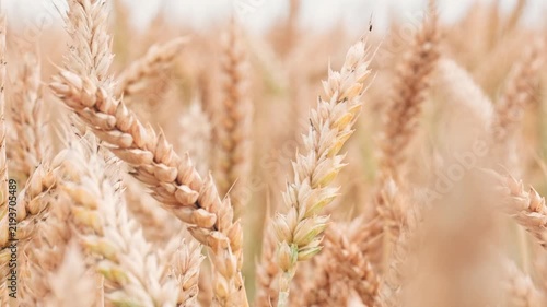 Ripening golden wheat ears in soft sunlight on agricultural crop field, cereal farming concept, close up view