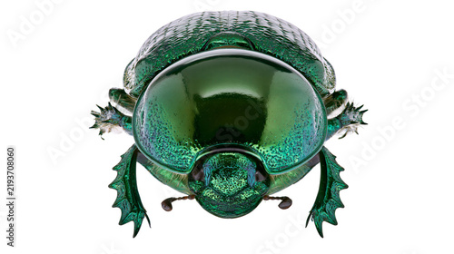 Obraz na płótnie Shiny metallic green scarab beetle, isolated on transparent background