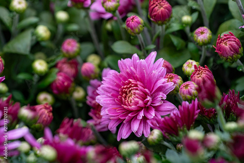 Single magenta chrysanthemum blooms among rounded garden buds