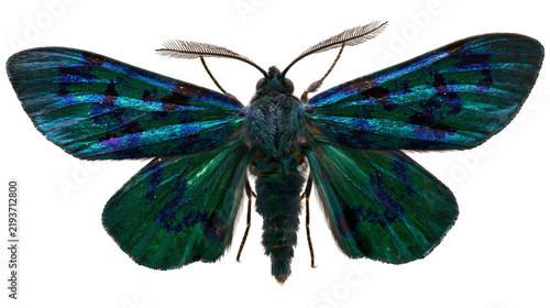 Fotografie Iridescent green and blue moth with patterned wings, isolated on transparent bac