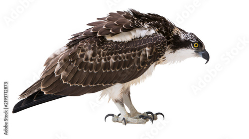 Obraz na plátně Brown and white osprey bird with sharp talons, isolated on transparent backgroun