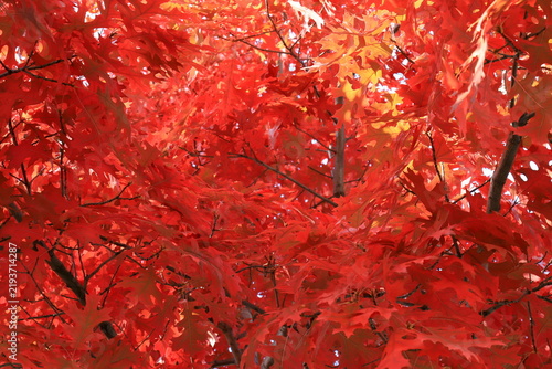 Quercus rubra Northern red oak beautiful vibrant red autumn leaves close up background