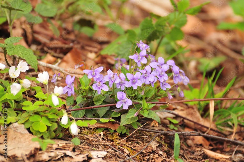 Obraz premium Violet (Viola sp.) in the woods