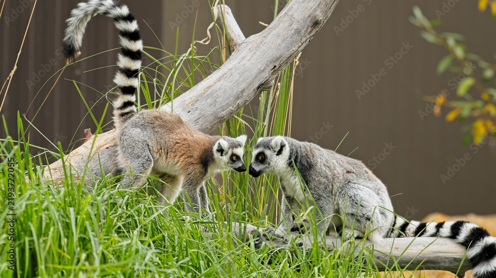 Obraz premium Two ring-tailed lemurs (Lemur catta) interacting face to face on a log in green grass