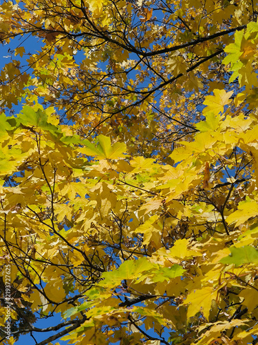 Canvas Print Low angle view of bright yellow maple leaves on branches against a clear blue sky on a beautiful sunny autumn day
