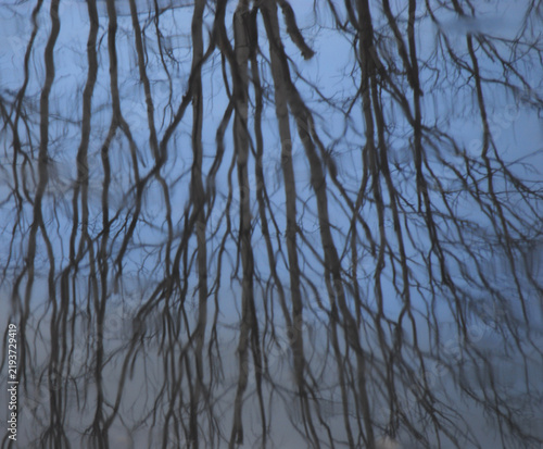 Fotografie ABSTRACT- Metaphorical Image of Reflected Bare Trees