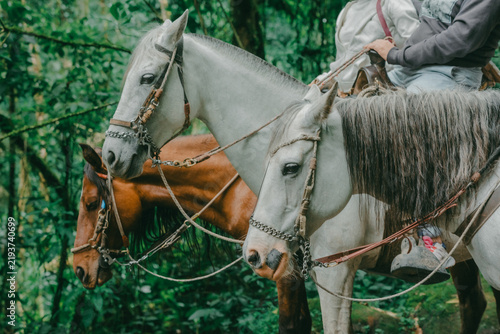 Quadro su tela White horses with riders standing on a forest trail, ready for horseback riding through a lush natural landscape