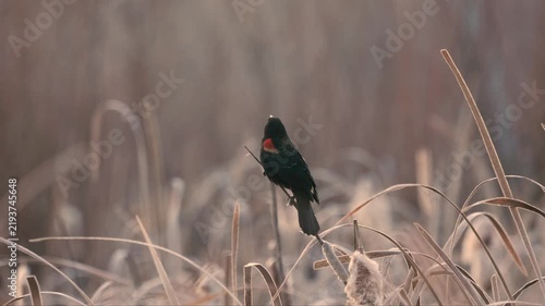 A Redwing Blackbird with a bit of fluff stuck to its beak perches on the tip of a cattail stalk and sings on a cold winter morning in Boise ID USA with the clouds of its breath drifting to the right.