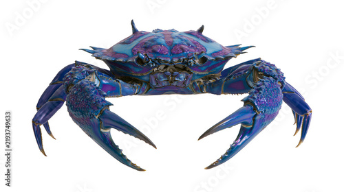 Fotografie Isolated vibrant blue and purple crab with textured shell and sharp claws on a c