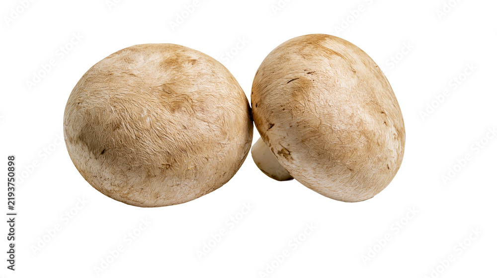 Fototapeta premium Isolated two fresh brown mushrooms as healthy organic food, natural culinary fungi ingredient.