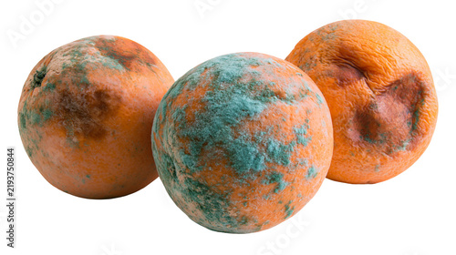 Quadro su tela Isolated three spoiled moldy oranges with green fungus and shriveled peel, symbo