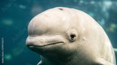 Beluga whale close-up portrait in blue underwater environment
