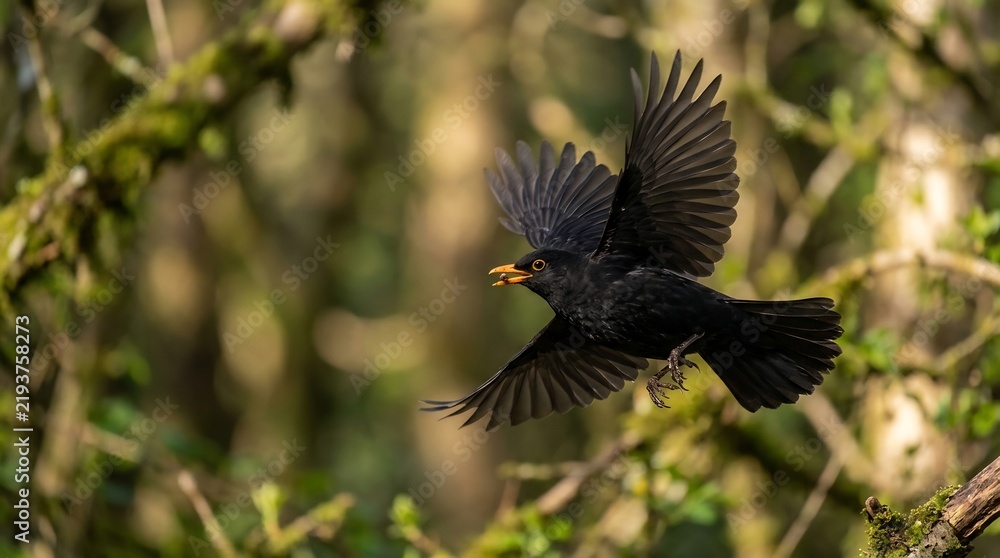 Fototapeta premium Black bird in flight with wings spread in a lush green forest