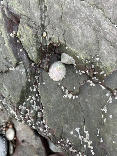 Obraz na płótnie lichen on rock