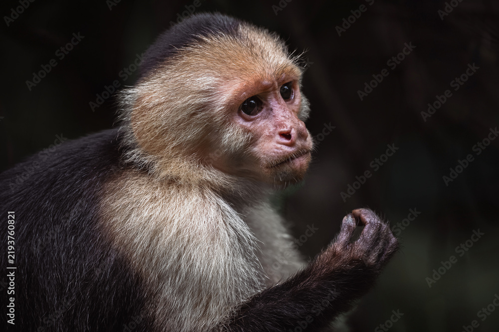 Obraz premium Colombian white-faced capuchin (Cebus capucinus)