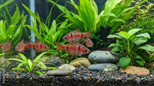 Obraz na płótnie Odessa barb fish