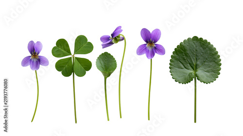 Quadro su tela Isolated arrangement of wild violet flowers and various green leaves showcasing