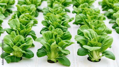 green bok choy in hydroponic farm background.