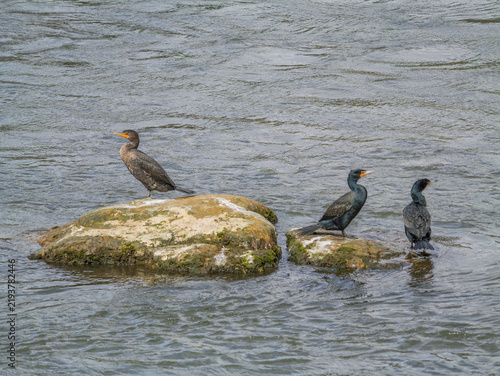 Obraz na płótnie Double crested cormorants perch on a rock in the American River
