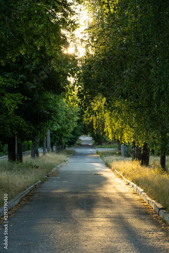 Paved Path Through Forest with Sunlight Filtering Through Trees