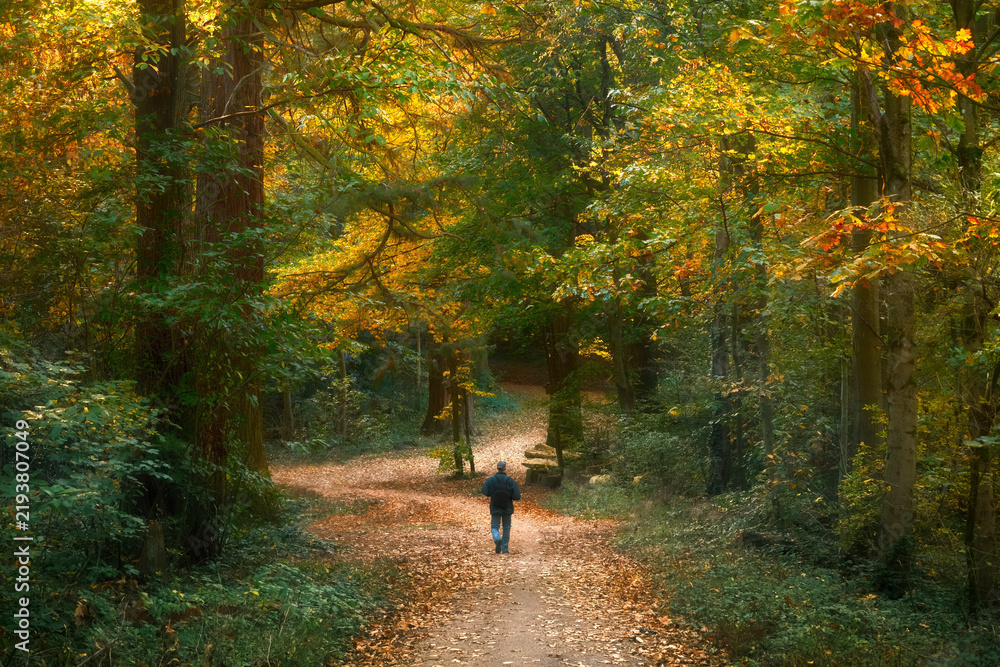 Obraz premium Enjoyable walk on a colorful forest path in autumn. An adult walking under beautiful trees with green and yellow leaves.