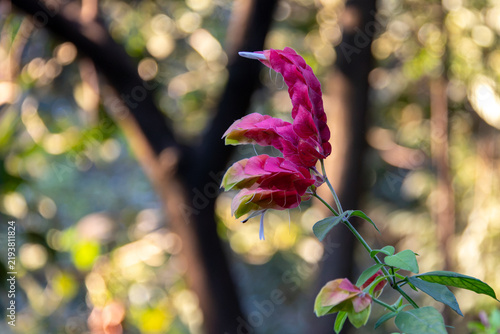 Quadro su tela Red shrimp plant inflorescence with pink bracts and blurred background