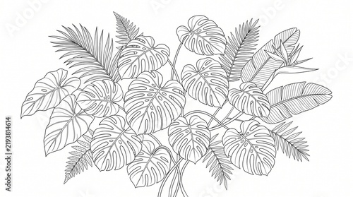 Tropical leaf arrangement