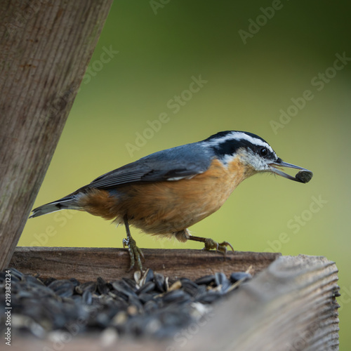 Cuadro en lienzo Red-breasted Nuthatch (Sitta canadensis) inside a bird feeder filled with sunflower seeds