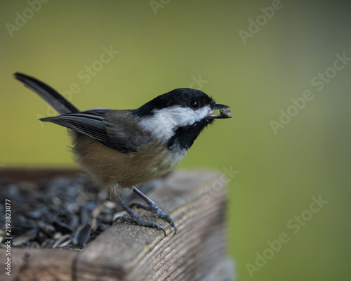 Black-capped Chickadee (Poecile atricapillus) inside a bird feeder filled with sunflower seeds.