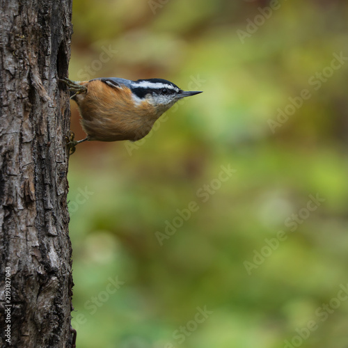 Quadro su tela Red-breasted Nuthatch (Sitta canadensis) investigating a nesting cavity during the fall