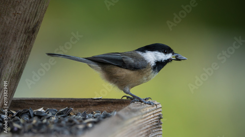 Black-capped Chickadee (Poecile atricapillus) inside a bird feeder filled with sunflower seeds.